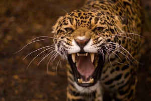 Exploring Bolivia's Untouched Pristine Rainforest: A Hidden Natural Paradise - image 2