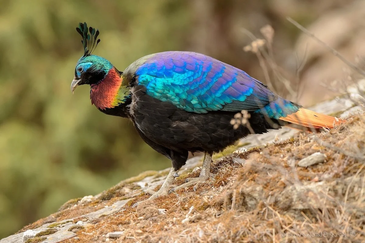 Discover the Himalayan Monal: The Most Beautiful Bird of the Himalayas