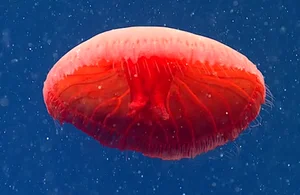 Mysteries of the Abyss: Discovering Earth's Deep-Sea 'Monsters' - image 0