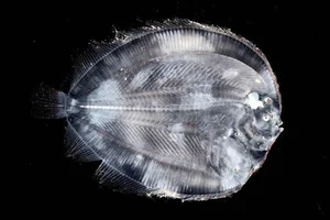 Mysteries of the Abyss: Discovering Earth's Deep-Sea 'Monsters' - image 1