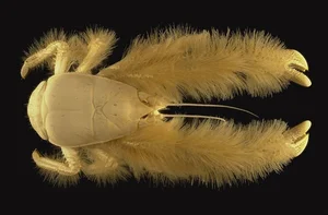 Mysteries of the Abyss: Discovering Earth's Deep-Sea 'Monsters' - image 5