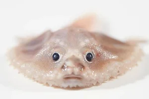 Mysteries of the Abyss: Discovering Earth's Deep-Sea 'Monsters' - image 3
