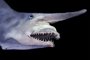 Mysteries of the Abyss: Discovering Earth's Deep-Sea 'Monsters' - image 6