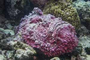 Mysteries of the Abyss: Discovering Earth's Deep-Sea 'Monsters' - image 7