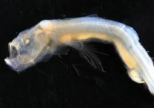 Mysteries of the Abyss: Discovering Earth's Deep-Sea 'Monsters' - image 9
