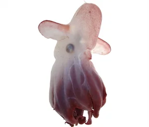 Mysteries of the Abyss: Discovering Earth's Deep-Sea 'Monsters' - image 4