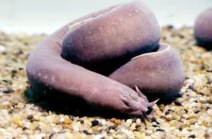 Mysteries of the Abyss: Discovering Earth's Deep-Sea 'Monsters' - image 8