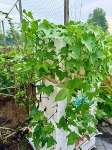 A Lush Oasis: Exploring the Stunning Vegetable Garden Inside Doan Di Bang’s Luxury Villa - image 1