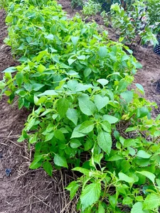 A Lush Oasis: Exploring the Stunning Vegetable Garden Inside Doan Di Bang’s Luxury Villa - image 2