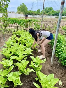 A Lush Oasis: Exploring the Stunning Vegetable Garden Inside Doan Di Bang’s Luxury Villa - image 6
