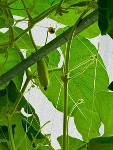 A Lush Oasis: Exploring the Stunning Vegetable Garden Inside Doan Di Bang’s Luxury Villa - image 9
