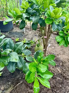 A Lush Oasis: Exploring the Stunning Vegetable Garden Inside Doan Di Bang’s Luxury Villa - image 3