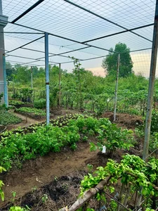 A Lush Oasis: Exploring the Stunning Vegetable Garden Inside Doan Di Bang’s Luxury Villa - image 8