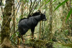 Rare Serow Rescued in Nghe An: Efforts to Protect Vietnam’s Endangered Mountain Goats - image 1