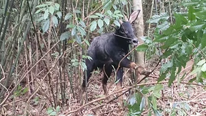 Rare Serow Rescued in Nghe An: Efforts to Protect Vietnam’s Endangered Mountain Goats - image 6