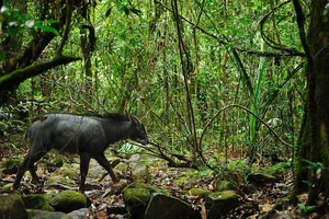 Rare Serow Rescued in Nghe An: Efforts to Protect Vietnam’s Endangered Mountain Goats - image 0