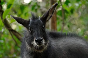 Rare Serow Rescued in Nghe An: Efforts to Protect Vietnam’s Endangered Mountain Goats - image 3
