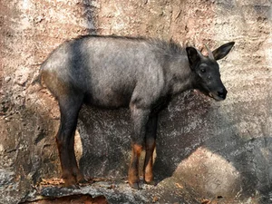Rare Serow Rescued in Nghe An: Efforts to Protect Vietnam’s Endangered Mountain Goats - image 5