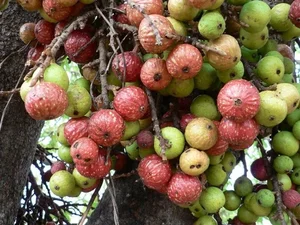Vietnam's Ecological Wonders: The Iconic Trees of the Rural Countryside - image 4