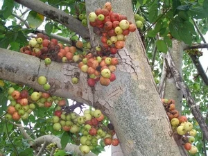 Vietnam's Ecological Wonders: The Iconic Trees of the Rural Countryside - image 0