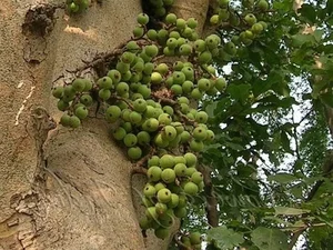 Vietnam's Ecological Wonders: The Iconic Trees of the Rural Countryside - image 7