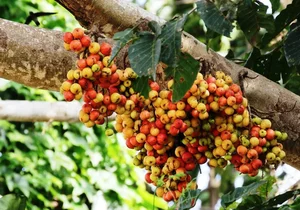 Vietnam's Ecological Wonders: The Iconic Trees of the Rural Countryside - image 8