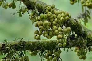 Vietnam's Ecological Wonders: The Iconic Trees of the Rural Countryside - image 1