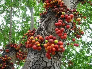 Vietnam's Ecological Wonders: The Iconic Trees of the Rural Countryside - image 6