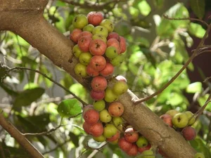 Vietnam's Ecological Wonders: The Iconic Trees of the Rural Countryside - image 2