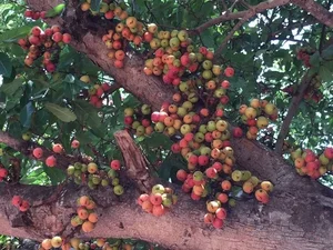 Vietnam's Ecological Wonders: The Iconic Trees of the Rural Countryside - image 5