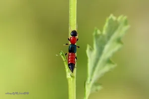 The Most Dangerous Beetle in Vietnam: A Shocking Discovery - image 1