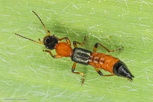 The Most Dangerous Beetle in Vietnam: A Shocking Discovery - image 2