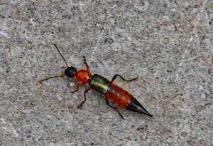 The Most Dangerous Beetle in Vietnam: A Shocking Discovery - image 6