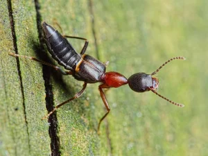 The Most Dangerous Beetle in Vietnam: A Shocking Discovery - image 5