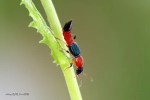 The Most Dangerous Beetle in Vietnam: A Shocking Discovery - image 7