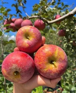 Cheap Chinese Honey Apples Take Asian Markets by Storm - image 7