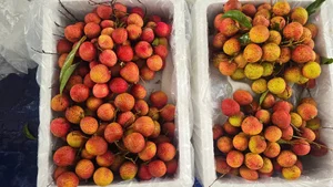 Thanh Ha Lychees: The Royal Fruit and Premium Export Specialty - image 1