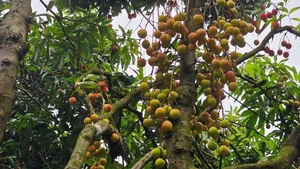 Thanh Ha Lychees: The Royal Fruit and Premium Export Specialty - image 4
