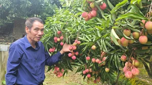 Thanh Ha Lychees: The Royal Fruit and Premium Export Specialty - image 2