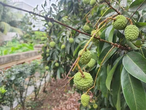 Thanh Ha Lychees: The Royal Fruit and Premium Export Specialty - image 7
