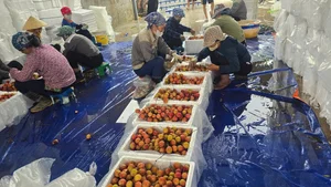Thanh Ha Lychees: The Royal Fruit and Premium Export Specialty - image 8