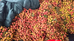 Thanh Ha Lychees: The Royal Fruit and Premium Export Specialty - image 5
