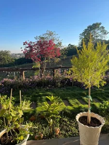 Inside a Stunning 2,000sqm Garden Sanctuary: A Singer’s Peaceful Retreat Far from the City - image 10