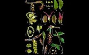 The Spectacular Survival: Ancient Chinese Plant Once Thought Extinct - image 6