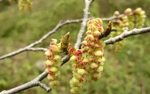 The Spectacular Survival: Ancient Chinese Plant Once Thought Extinct - image 3