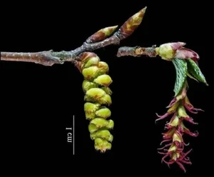 The Spectacular Survival: Ancient Chinese Plant Once Thought Extinct - image 1