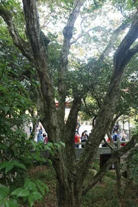 The Spectacular Survival: Ancient Chinese Plant Once Thought Extinct - image 0
