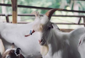 Meet the World’s Most Handsome Goat: The Viral Sensation Capturing Hearts - image 0