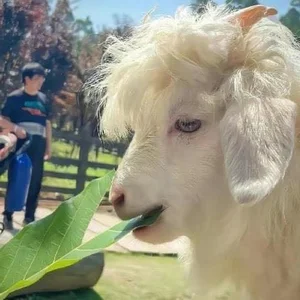 Meet the World’s Most Handsome Goat: The Viral Sensation Capturing Hearts - image 6