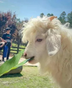 Meet the World’s Most Handsome Goat: The Viral Sensation Capturing Hearts - image 1